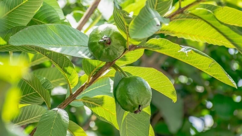 Uống nước lá ổi có tác dụng gì? Giải mã những lợi ích bất ngờ Uống nước lá ổi có tác dụng gì