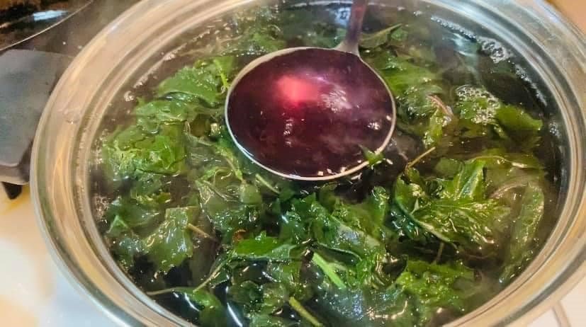 Uống nước lá tía tô có tác dụng gì? Bí quyết chăm sóc sức khỏe Uống nước lá tía tô có tác dụng gì